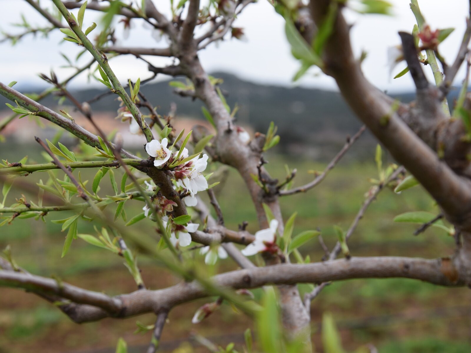 Mandorlo in fiore nella tenuta Agrosarda