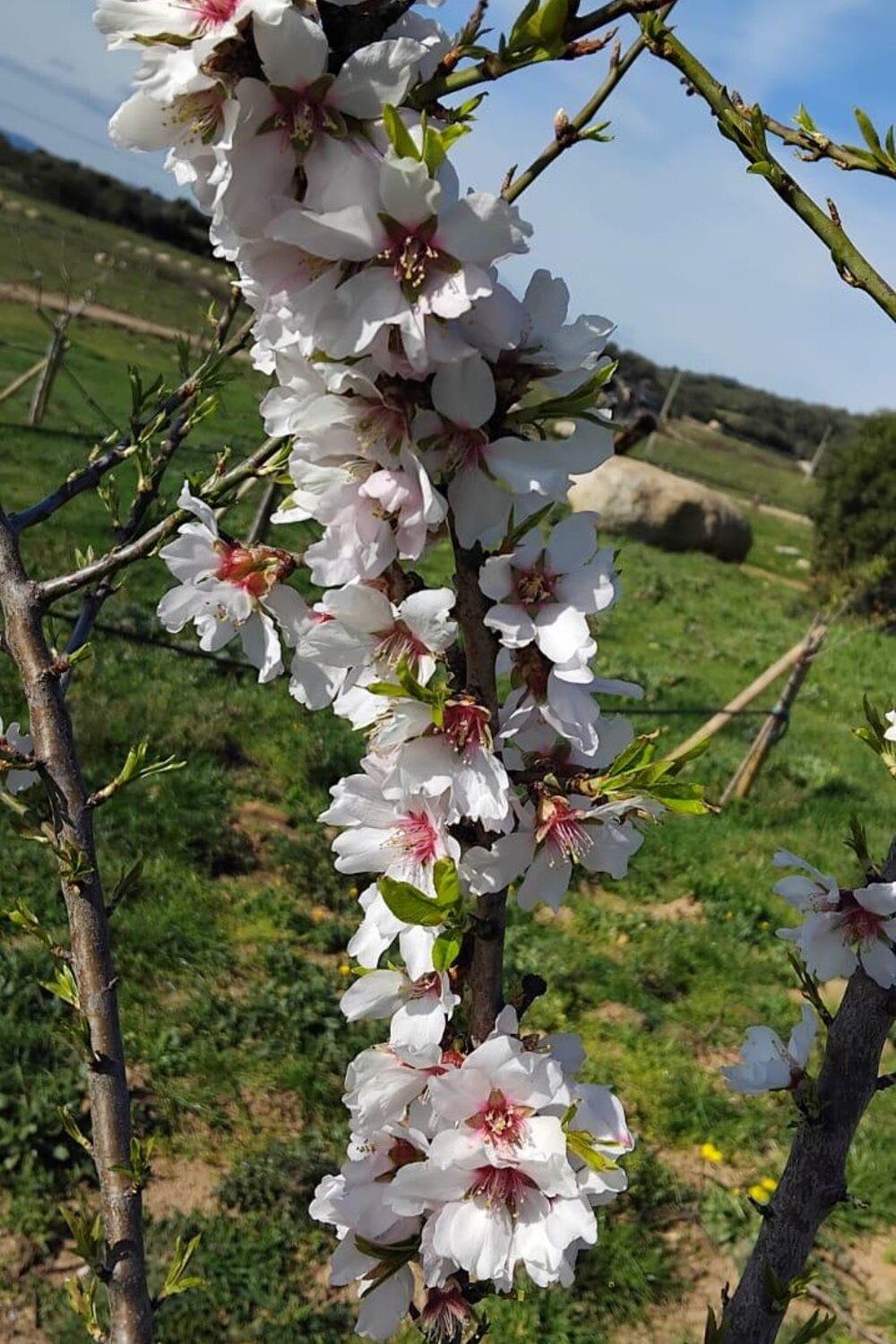 Mandorlo in piena fioritura nella tenuta Agrosarda