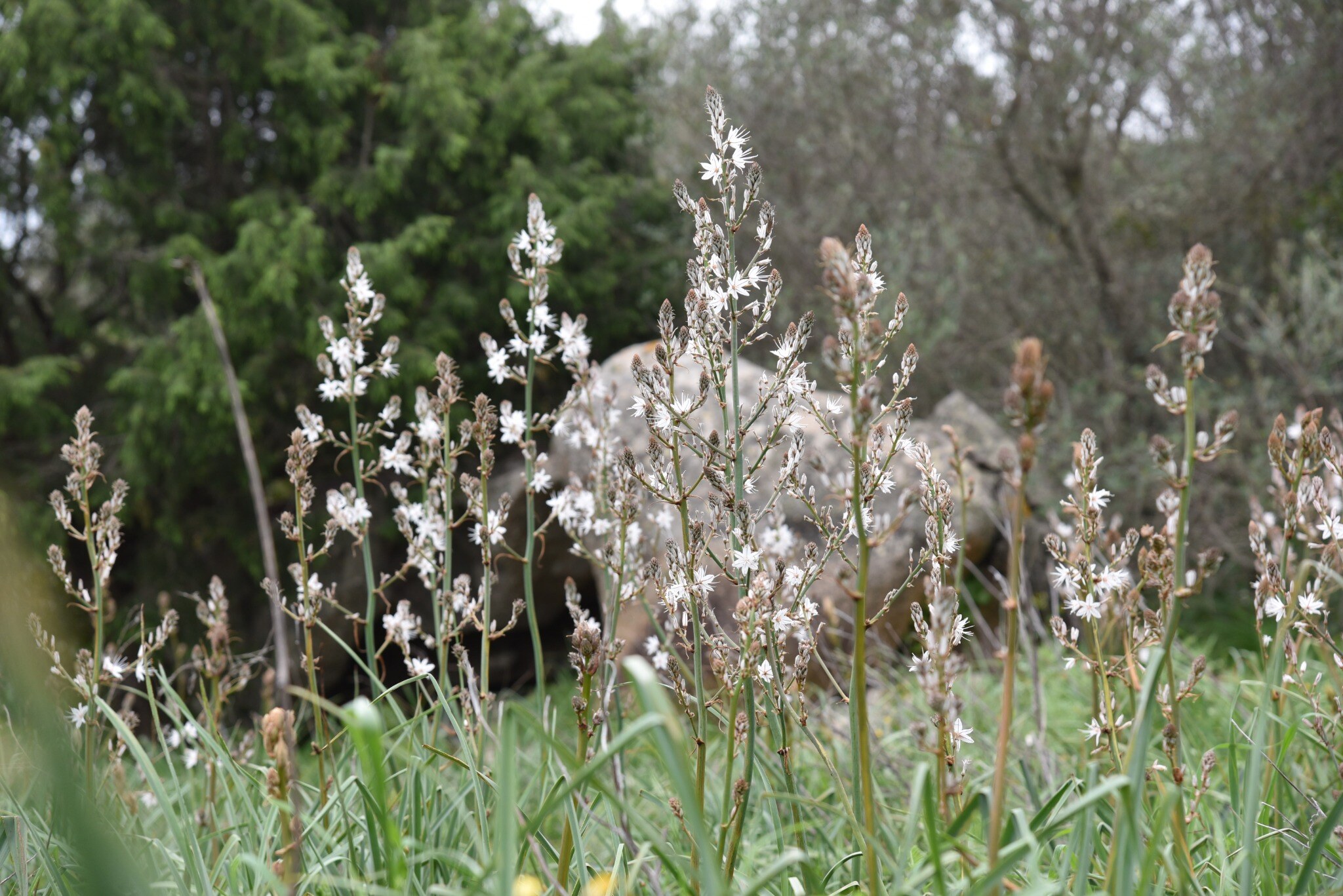Fiori melliferi spontanei nel territorio Agrosarda
