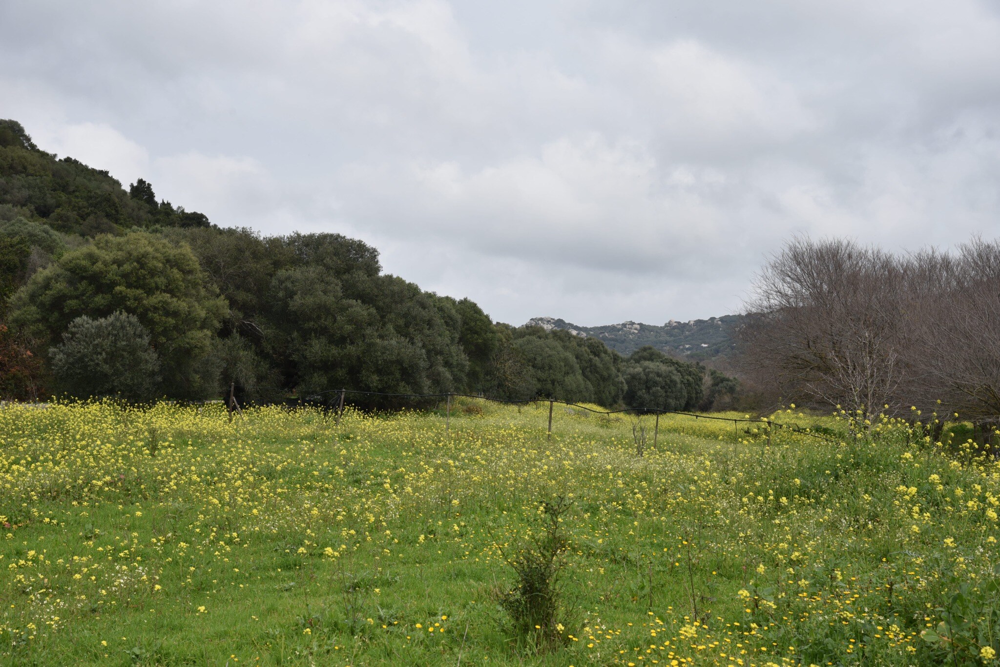 Prato fiorito a sostegno degli impollinatori