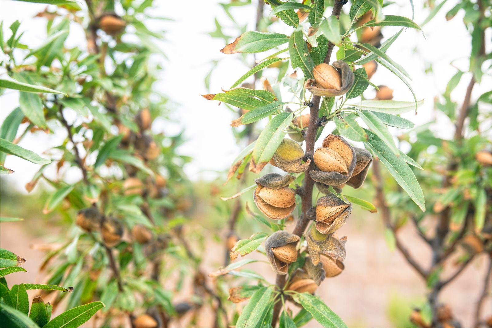 Mandorle mature sui rami del mandorleto Agrosarda
