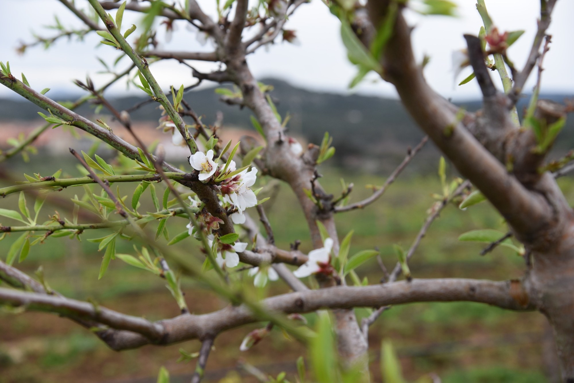 Fiori di mandorlo tra i rami